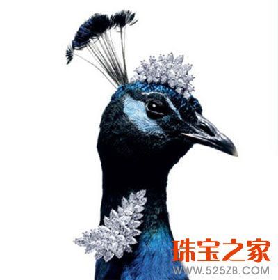 ȸϹ˹DHarry Winston߼錚